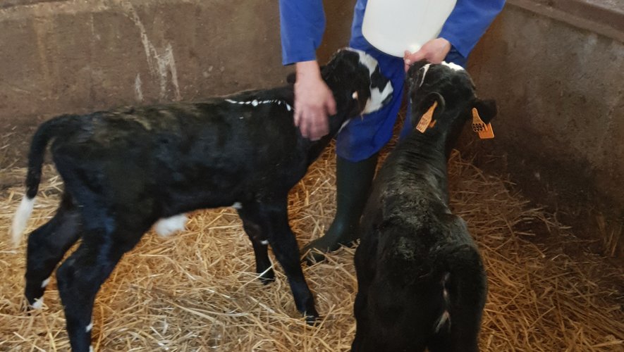 Sur les terrains ou au sein de son exploitation bio de vaches laitières, Jessy Trémoulière est une véritable défenseuse du ballon ovale et de la culture fermière.