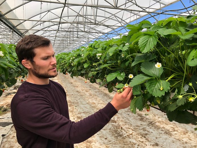 Au bonheur des fraises