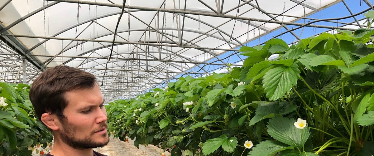 Au bonheur des fraises